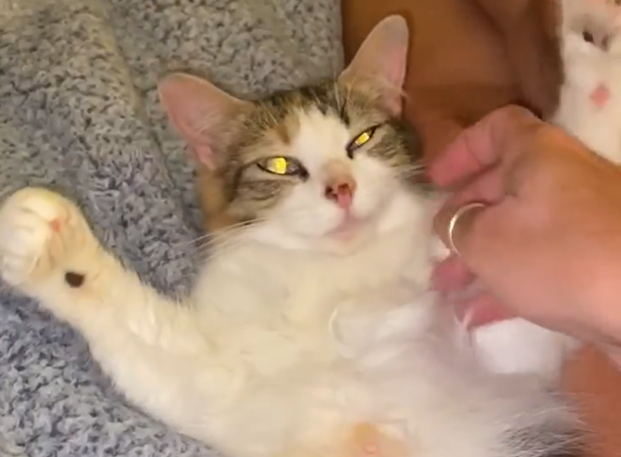 This Kitty Sure Loves Her Scratches!