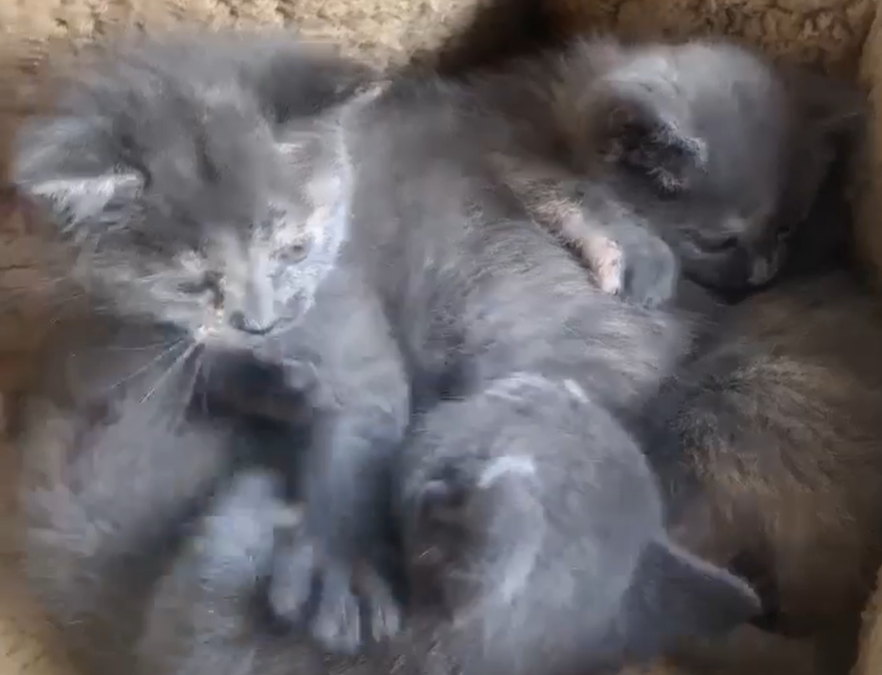 Cute Little Kittens Roughhousing!